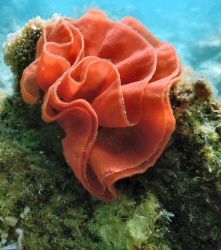Uova di nudibranco
